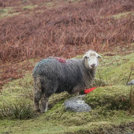 Wansfell Vakantiehuis Windermere